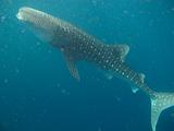 Djibouti - Whale Shark in the Gulf of Aden - 11